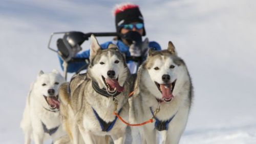 chien-traineau-ski