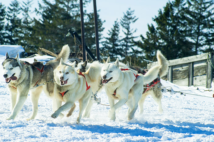 Chiens de Traineau - Espace Nordique de La Pierre Saint Martin